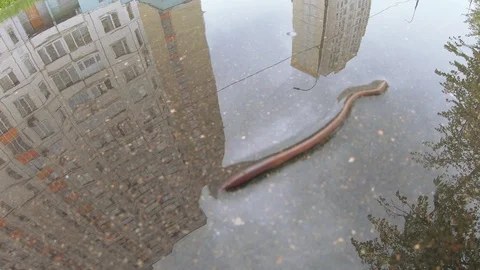 Earthworm on asphalt Video stock 108004328