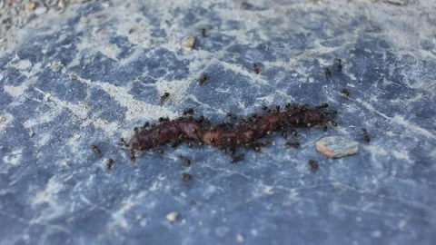Earthworm attacked by ants Stock Footage 273180648
