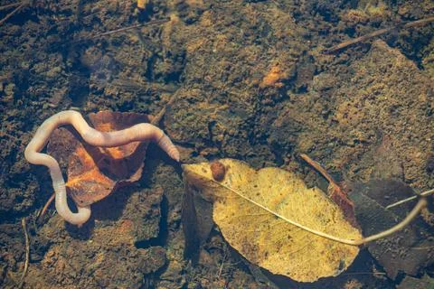 Earthworm at the bottom of a puddle Stock Photos