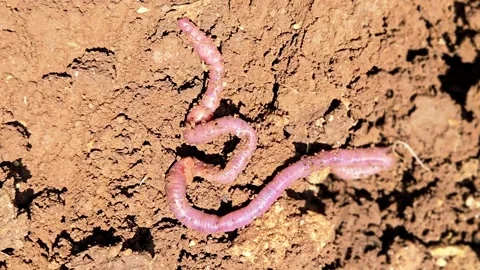 An earthworm on brown soil. In India, it is called the "farmer's friend" because 库存影片 336561156