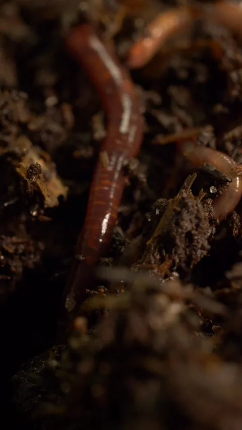 Earthworm Burrowing in Moist Compost Soil, Vertical 9:16 Video stock 328609671