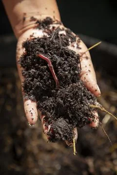 Earthworm in compost Stock Photos