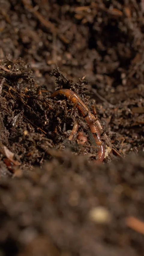 Earthworm in Compost Soil Contributing to Decomposition and Nutrient Cycling Stock Footage 333707359