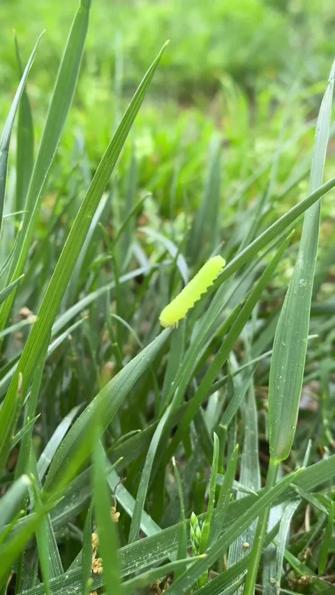 Earthworm Crawling on a Blade of Grass Stock Footage 201609278