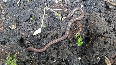 Earthworm Crawling Stock Footage 78253464