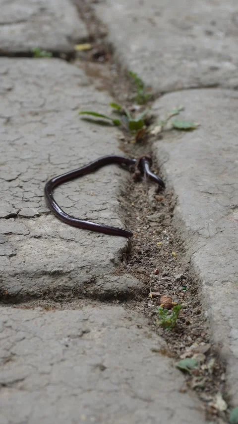 Earthworm Crawling 库存影片 333916225