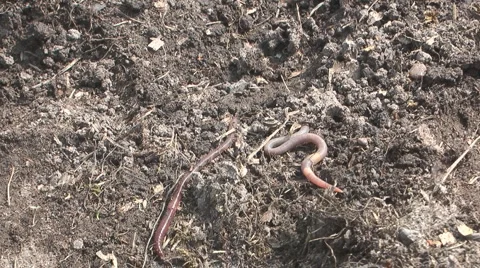 Earthworm crawling on the ground. Stock Footage 5048037