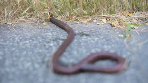 Earthworm crawling on the ground Stock Footage 322589695