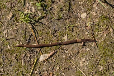 Earthworm crawling on the ground Stock Photos