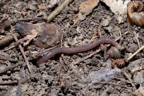 Earthworm crawling on the ground 스톡 사진