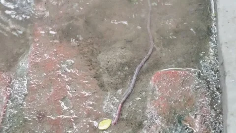 An earthworm is crawling inside watery surface Stock Footage 314515618