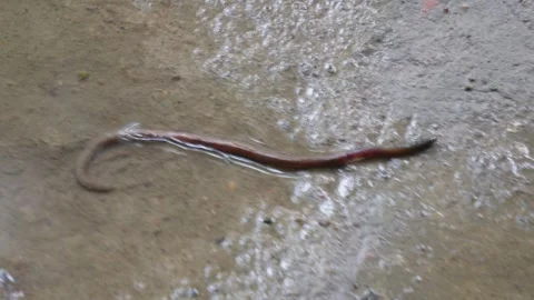Earthworm Crawling on Muddy Surface Stock Footage 311729681