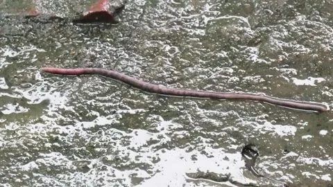 An earthworm is crawling on the muddy surface Stock Footage 314515564