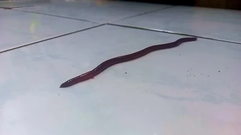 Earthworm Crawling Slowly on Tile, Then Moving Only Its Head 스톡 동영상 342721863