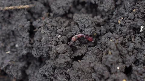 Earthworm crawling on the soil Stock Footage 346122112