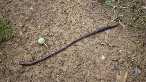 Earthworm crawling on soil – macro nature footage 8K Stock Footage 320294161