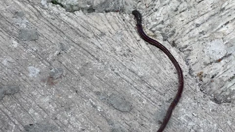 Earthworm crawling on a textured cement surface. Vídeo Stock 330391337
