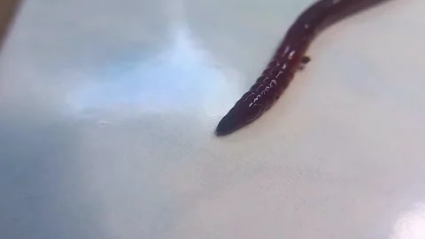 Earthworm Crawling Toward Camera, Mouth Moving and Head Thrusting 스톡 동영상 342721963