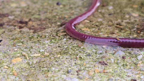 Earthworm Crawling on Wet Ground with Insect Stock-Footage 331099643