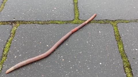 Earthworm crawling on the wet pavement. Rainy day. Stock Footage 152472473