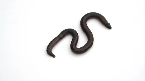 Earthworm crawling on a white background Stock Footage 52538524