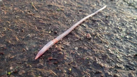An Earthworm crawls across mud Stock Footage 136257465