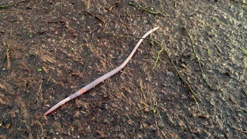 An Earthworm crawls across mud Stock Footage 136257540