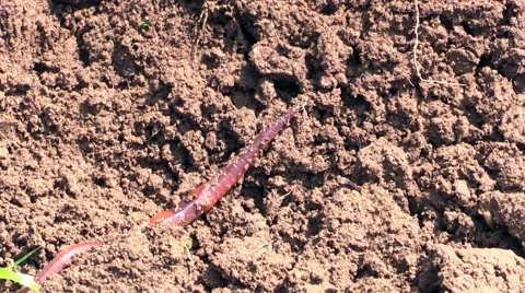 Earthworm crawls on the black earth on the farm Stock Footage