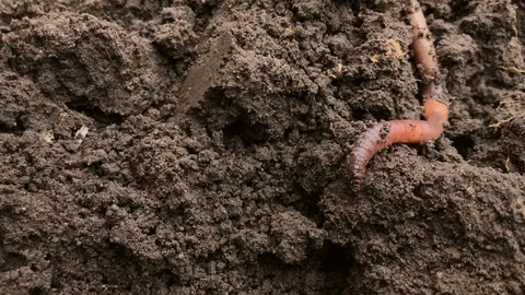 An earthworm crawls on moist, moist soil close-up 4K Stock Footage 116611683