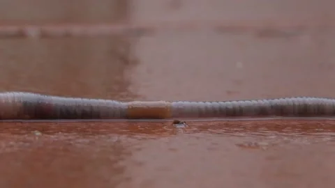 An earthworm crawls on a paving tile, close-up. Stock Footage 237386398