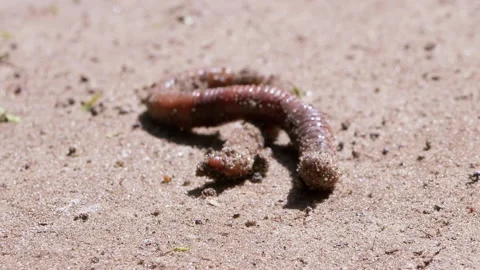 Earthworm Crawls on Wet Sand in Rays the Sunlight. Close up. Zoom Stock-Footage 166675964