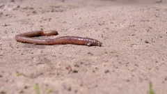 Earthworm Crawls on Wet Sand in Rays the, Stock Video