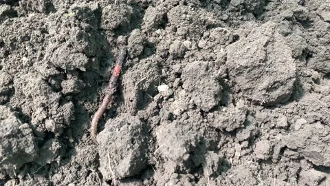 Earthworm creeps on the ground, close up Stock Footage 173082565
