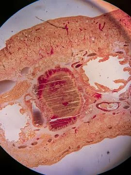 Earthworm Cross-Section 스톡 사진