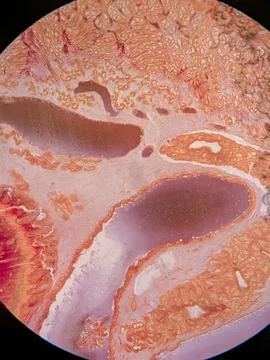 Earthworm Cross-Section 스톡 사진