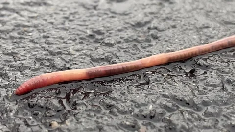 Earthworm crossing the street Stock Footage 264909764