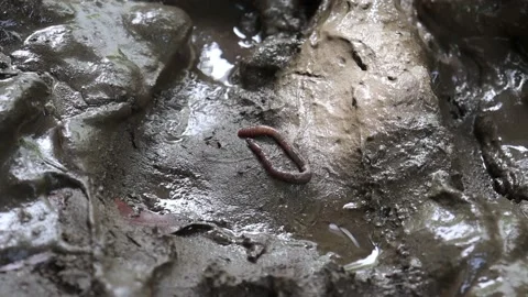 Earthworm dendrobena symbolically dissolving infinity symbol Vidéo 157629394
