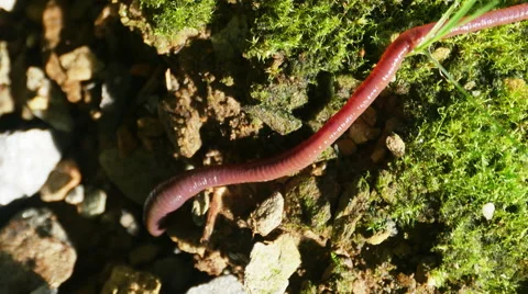 Earthworm in the Drit, 4K Stock Footage 53081557