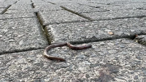 Earthworm dying Stock Footage 311575949