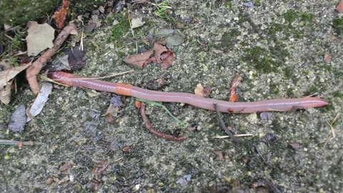 Earthworm escaping from sunlight through the cement Stock Footage 236941347