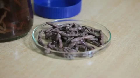 Earthworm 動画素材 12074013