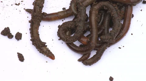 Earthworm Stock Footage 32180392