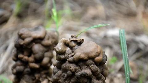 Earthworm Stock Footage 125119424