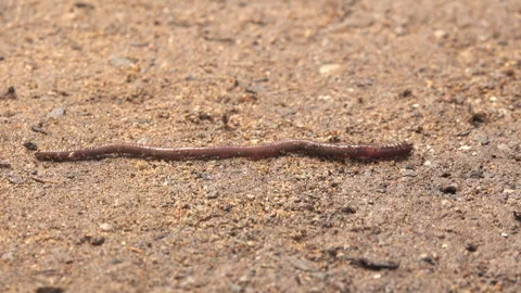 Earthworm 스톡 동영상 290900305