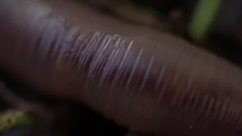 Earthworm Stock Footage 294720415