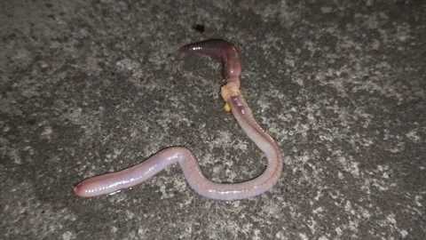 Earthworm Stock Footage 318614895