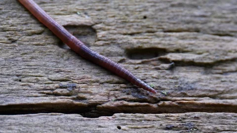 Earthworm in the Forest on a Tree Log. Long Worm Wriggles and Crawls. Stock Footage 129987067
