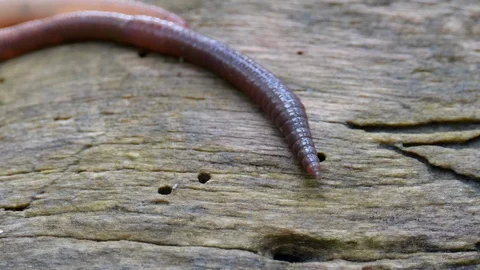 Earthworm in the Forest on a Tree Log. Long Worm Wriggles and Crawls. Stock Footage 130145736