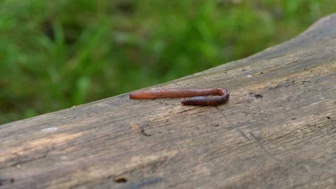 Earthworm in the Forest on a Tree Log. Long Worm Wriggles and Crawls. Stock Footage 130149700