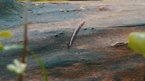 Earthworm in the Forest on a Tree Log. Long Worm Wriggles and Crawls. Stock Footage 130200974